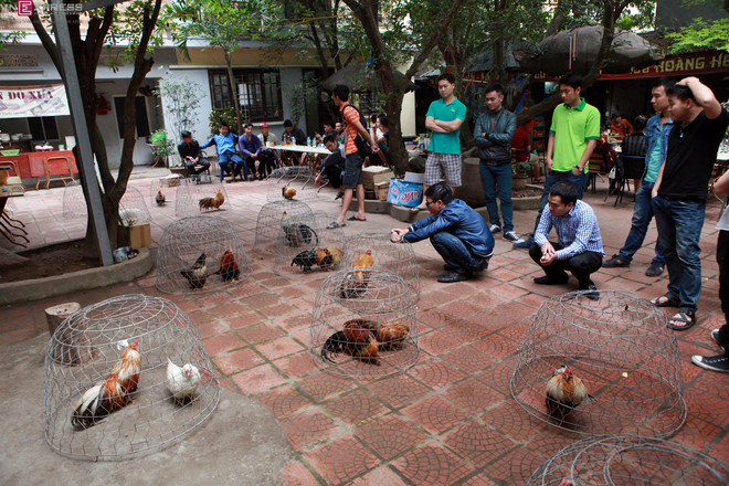 ga canh thu choi cua nguoi ha noi-1