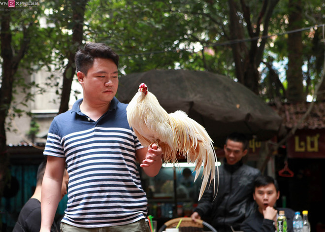 ga canh thu choi cua nguoi ha noi-2