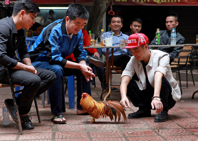 ga canh thu choi cua nguoi ha noi-4