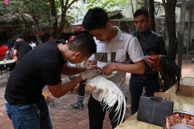 ga canh thu choi cua nguoi ha noi-5