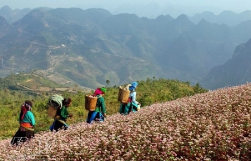 Hà Giang ưu ái cho tam giác mạch - 3