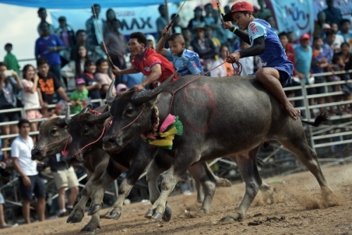 Hòa mình vào lễ hội đua trâu sôi động của Thái Lan - 7