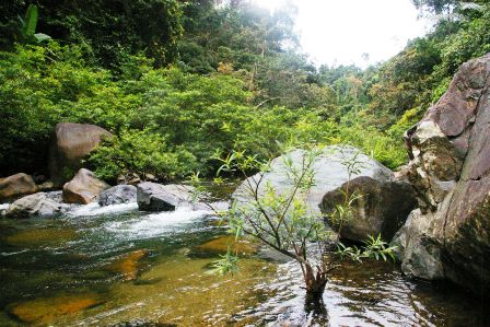 Khám phá rừng nguyên sinh phía Tây Đà Nẵng - 21