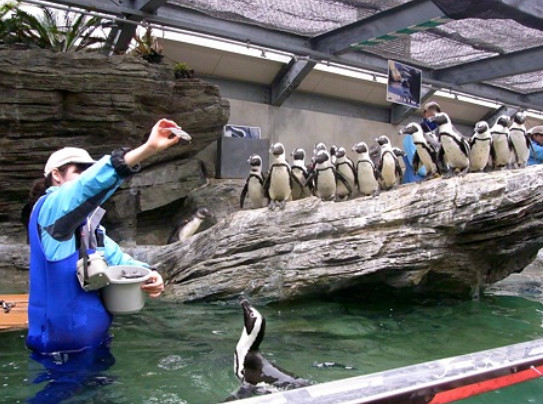 Khám phá thủy cung Sunshine Aquarium ở Ikebukuro - 2