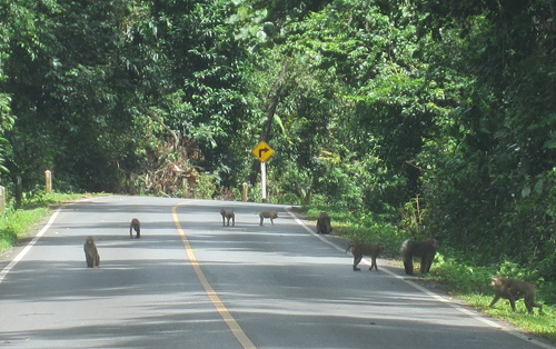 Khao Yai, chốn yên bình giữa thiên đường du lịch - 1