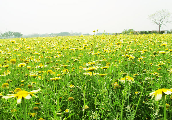 lac giua canh dong hoa cai ben song duong - 2