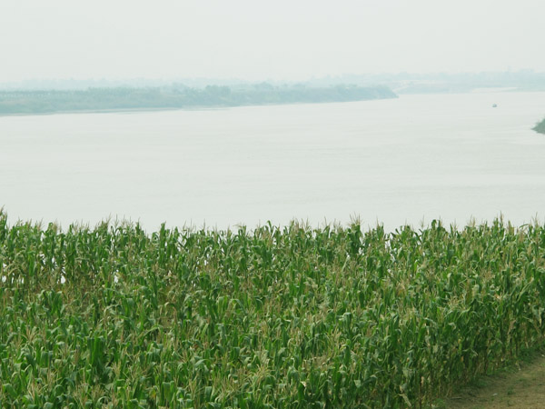 lac giua canh dong hoa cai ben song duong - 4