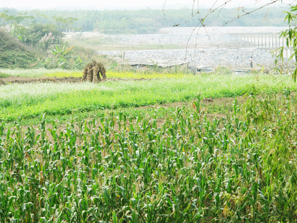 lac giua canh dong hoa cai ben song duong - 5