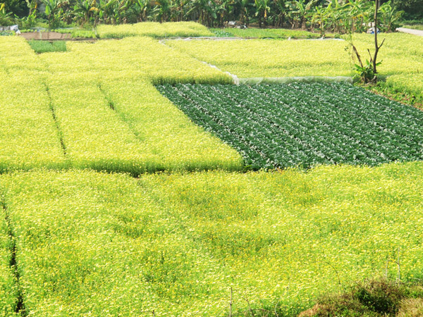 lac giua canh dong hoa cai ben song duong - 7