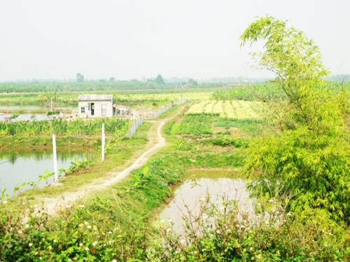 lac giua canh dong hoa cai ben song duong - 8