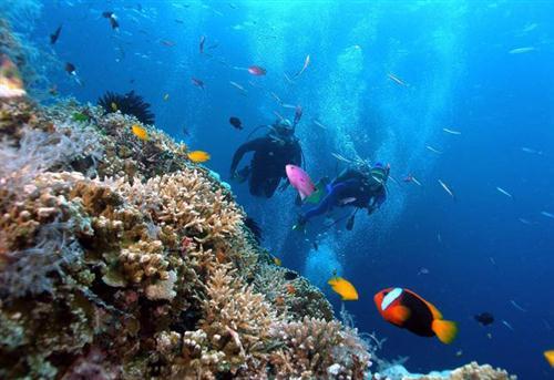 Lặn biển ngắm san hô trong vịnh Nha Trang - 2