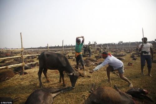 Lễ hội hiến tế đẫm máu ở Nepal - 15