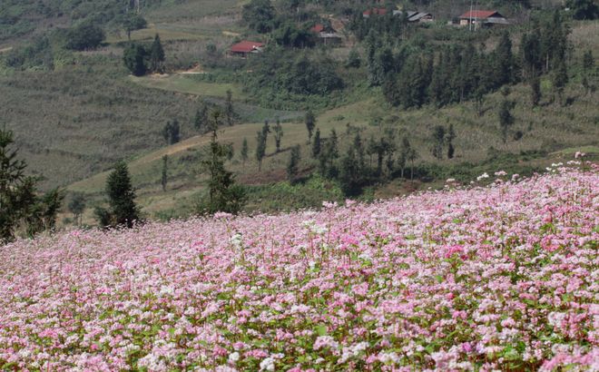 Lên Xí Mần mùa tam giác mạch miên man - 8