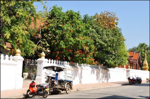 Luang Prabang, mùa hoa Ashoka nở - 1