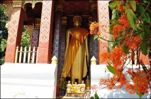 Luang Prabang, mùa hoa Ashoka nở - 3