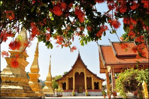 Luang Prabang, mùa hoa Ashoka nở - 5