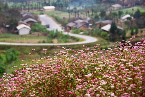 Mê đắm những mùa hoa phương Bắc - 2