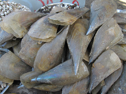Miệt Thứ có con bắp chuối - 1