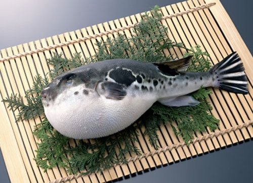 Món fugu kịch độc dễ cướp mạng người ăn - 2