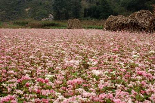 Mùa hoa tam giác mạch 'mời gọi' du khách - 1