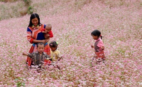 Mùa hoa tam giác mạch 'mời gọi' du khách - 5