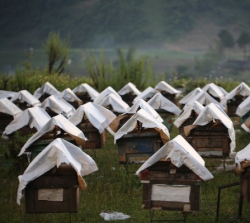 Mùa ong trên miền cao nguyên đá - 1