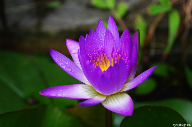 Nét Huế ở làng cổ Phước Tích - 10