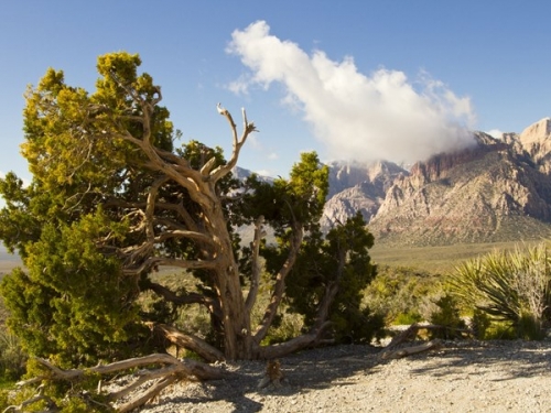 Nevada, nơi thiên nhiên và con người cùng hòa nhịp - 2