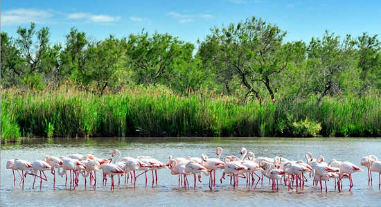 Ngắm hồng hạc ở đầm lầy Camargue - 1