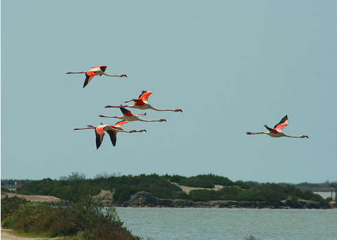 Ngắm hồng hạc ở đầm lầy Camargue - 2