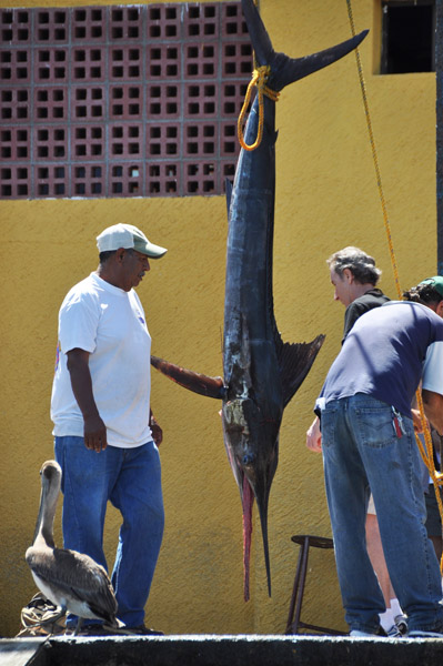 Ngắm kỳ quan El Arco tại Cabo San Lucas - 18