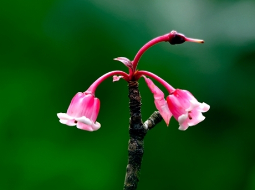 Ngắm vườn hoa mùa đông trên 'sân thượng' Đà Nẵng - 2