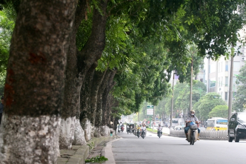 Nhiều người tiếc nuối khi cây cổ thụ ở Thủ đô bị chặt - 10