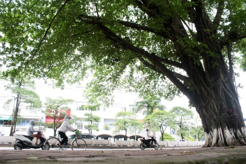 Nhiều người tiếc nuối khi cây cổ thụ ở Thủ đô bị chặt - 4