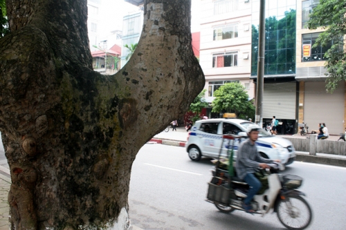 Nhiều người tiếc nuối khi cây cổ thụ ở Thủ đô bị chặt - 9