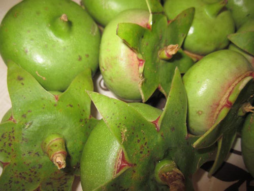 Nhớ canh cá ngát nấu bần - 1