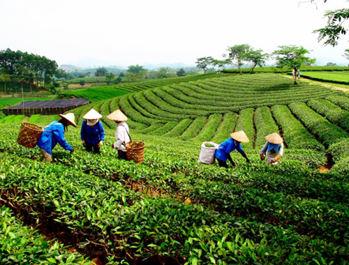 Những đồi chè xanh mướt ở miền bắc - 4