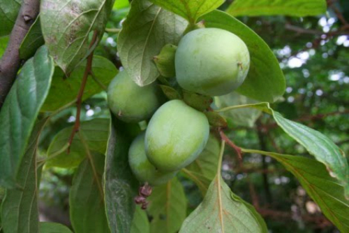 Những món quà dân dã từ Hà Giang - 1