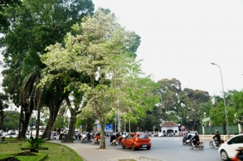 Những mùa hoa gọi tên Hà Nội - 2