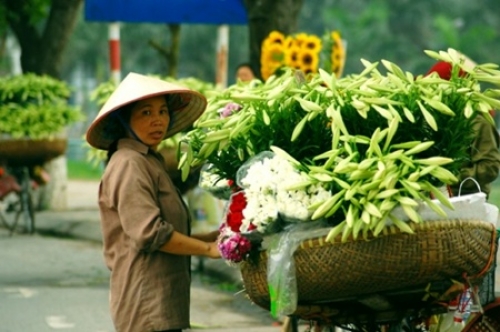 Những mùa hoa gọi tên Hà Nội - 3