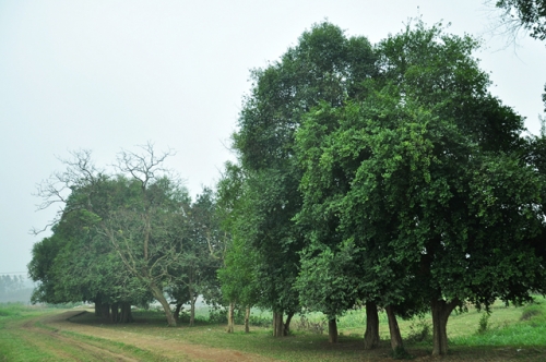 nhung ngoi dinh chua noi tieng dat hai vua-12