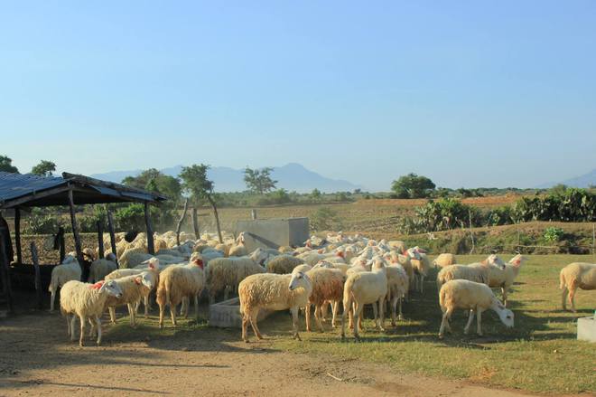 Ninh Thuận bình dị níu chân du khách - 7