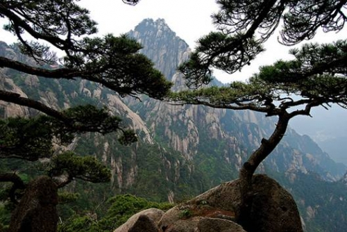 Núi vàng Huangshan - 8