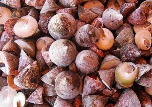 Ốc vú nàng - món ngon cù lao Chàm - 2