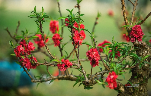 'Phải lòng' đào vương Thất Thốn! - 1