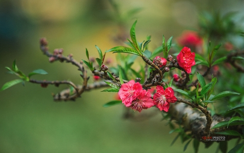 'Phải lòng' đào vương Thất Thốn! - 4