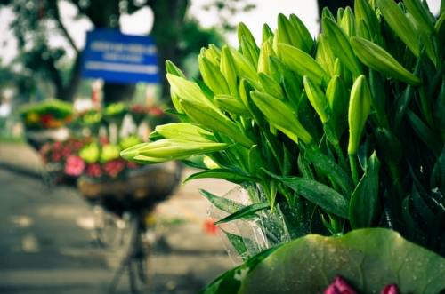 Rực sỡ sắc hoa trên đường phố Hà Nội - 4