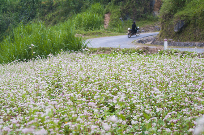 Tam giác mạch đầu mùa nơi cao nguyên đá - 2