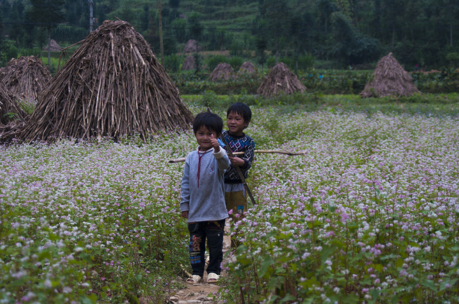 Tam giác mạch đầu mùa nơi cao nguyên đá - 9