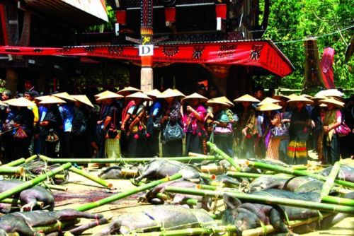 Tana Toraja, nơi cuộc sống bắt đầu sau cái chết - 2